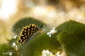   STILIGER AUREOMARGINATUS REUNION 2023  